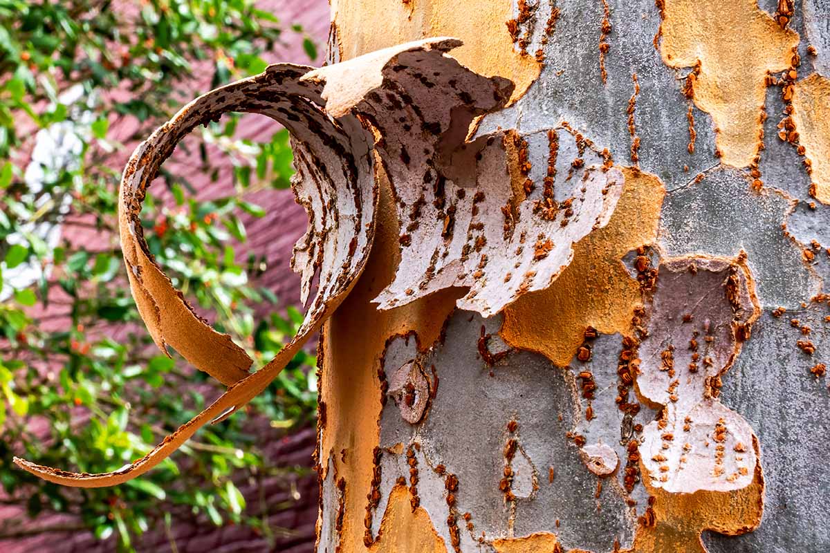 A close up horizontal image of the bark of an Ulmus specimen growing in the garden.