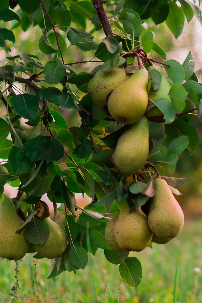 A close up vertical image of ripe 'Bartlett' pears growing in the garden, ready to harvest.