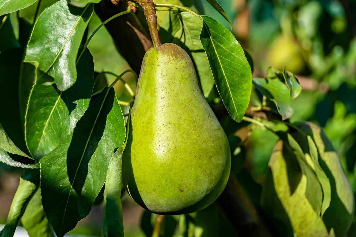 A close up horizontal image of a single 'Bartlett' pear growing in the garden pictured in light sunshine on a soft focus background.