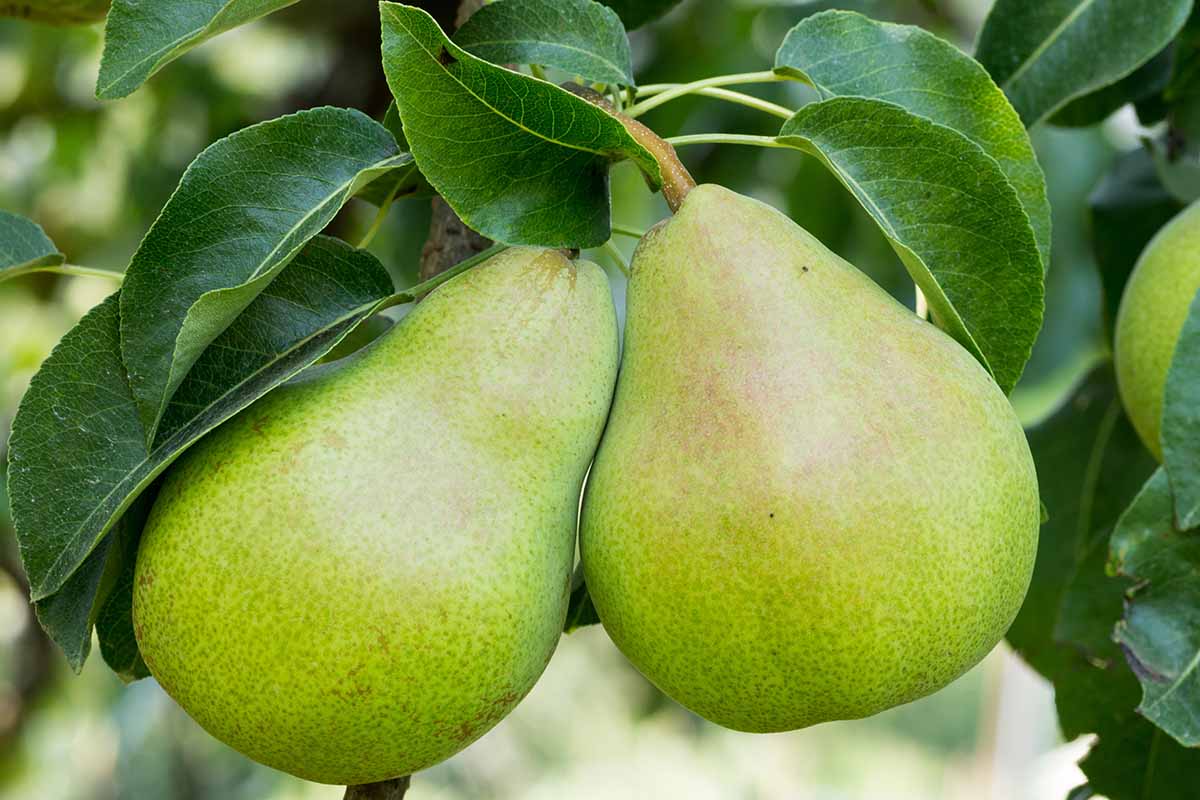 A close up horizontal image of 'Bartlett' pears, ripe and ready to harvest.