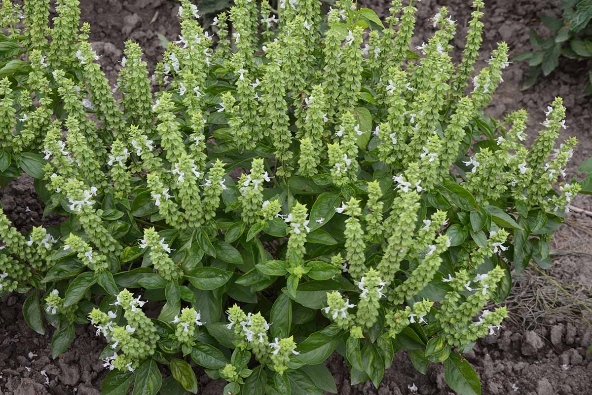 A horizontal image of blooming Ocimum basilicum in a plot of soil outdoors.