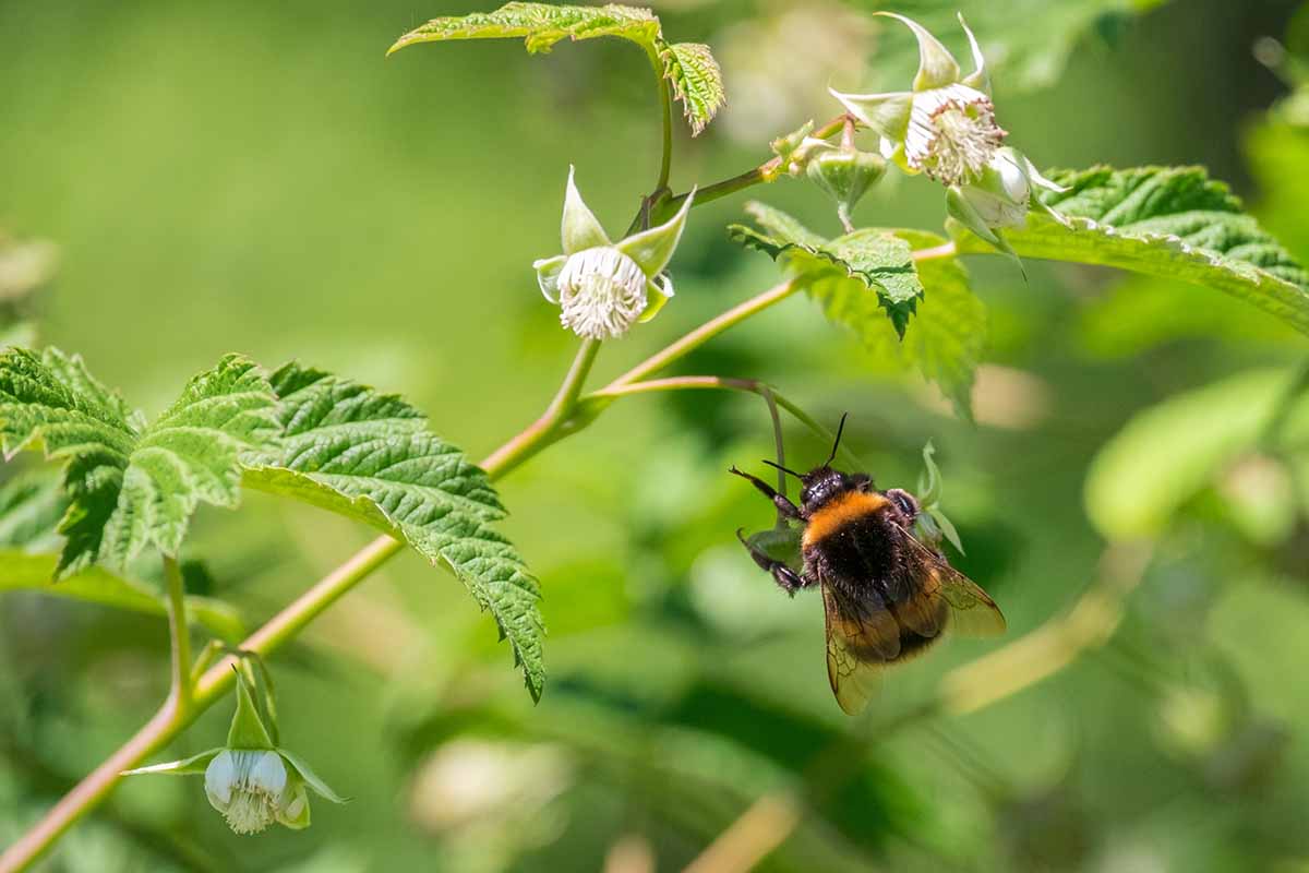 A horizontal image of a bee pollinating the flowers of a Rubus plant outdoors.