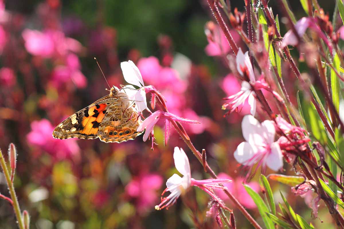 A horizontal image of a butterfly feeding from white beeblossom flowers pictured in bright sunshine on a soft focus background.