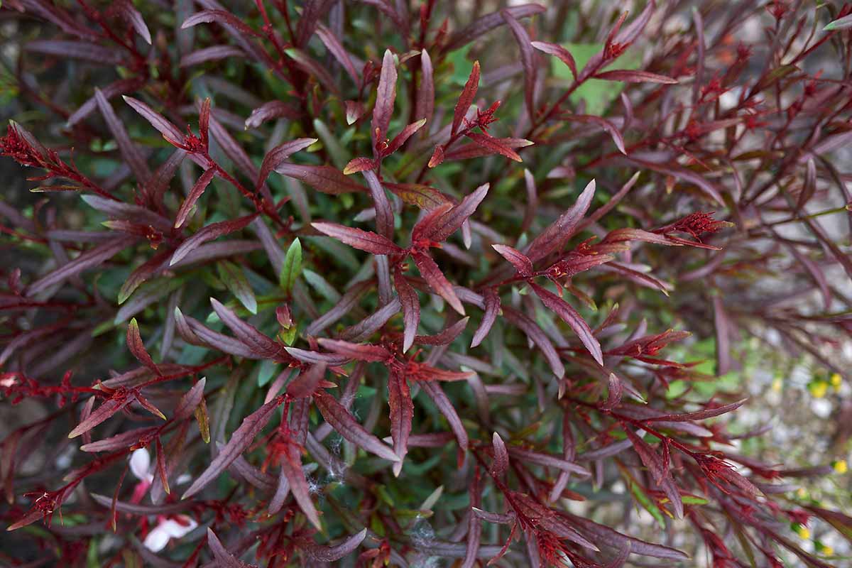 A close up of the dark red foliage of gaura growing in the garden.