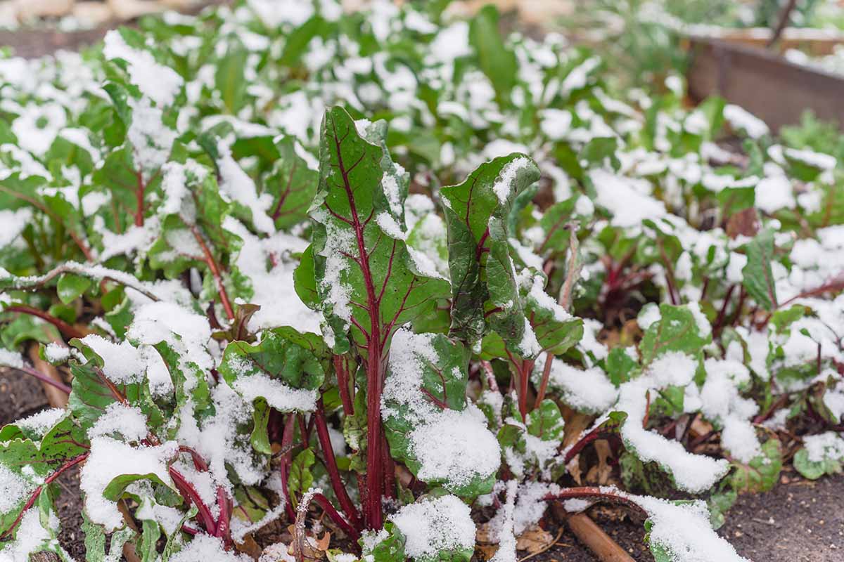 A horizontal image of a plot of snow-covered crops growing in the garden.