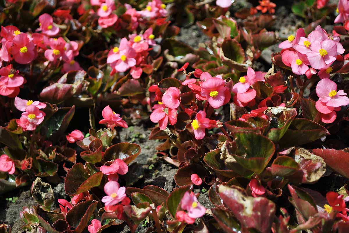 A horizontal image of begonias growing in a mass planting in the garden pictured in bright sunshine.