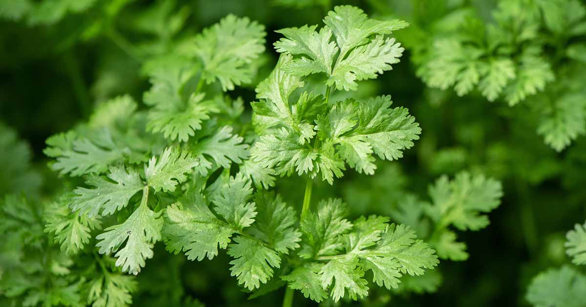 19 of the Greatest Forms of Cilantro