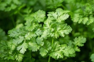 A close up horizontal image of cilantro (coriander) growing in the garden pictured on a soft focus background.