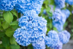 Close up of clusters of blue hydrangea blossoms.