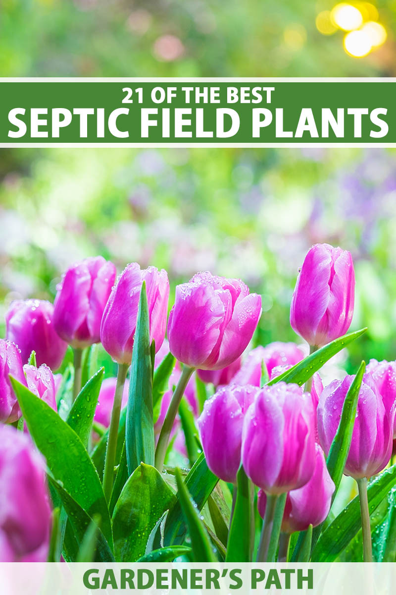 A close up vertical image of pink tulips growing in a septic field pictured on a soft focus background. To the top and bottom of the frame is green and white printed text.