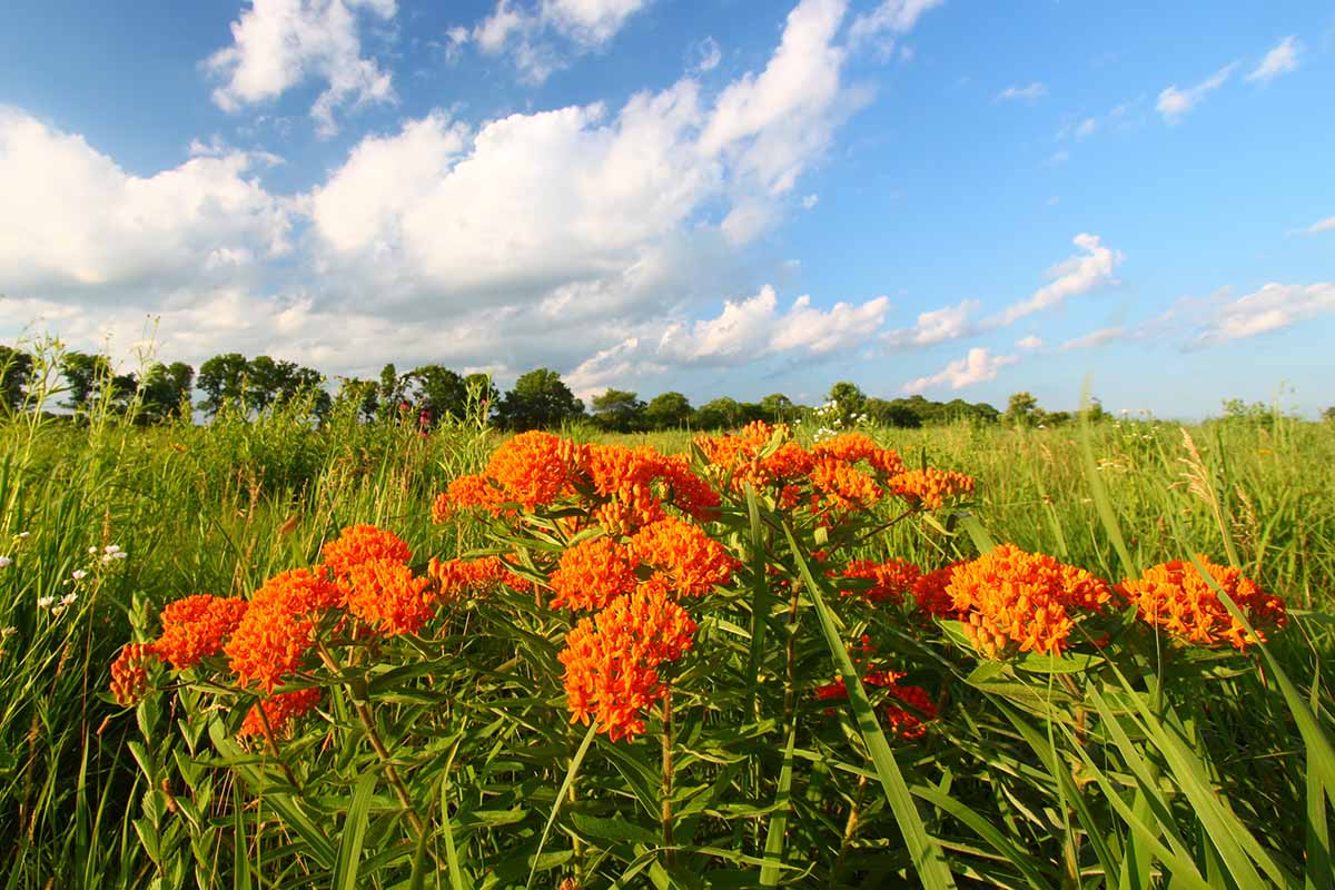 A horizontal image of milkweed growing in a septic drainage field, pictured on a blue sky background.