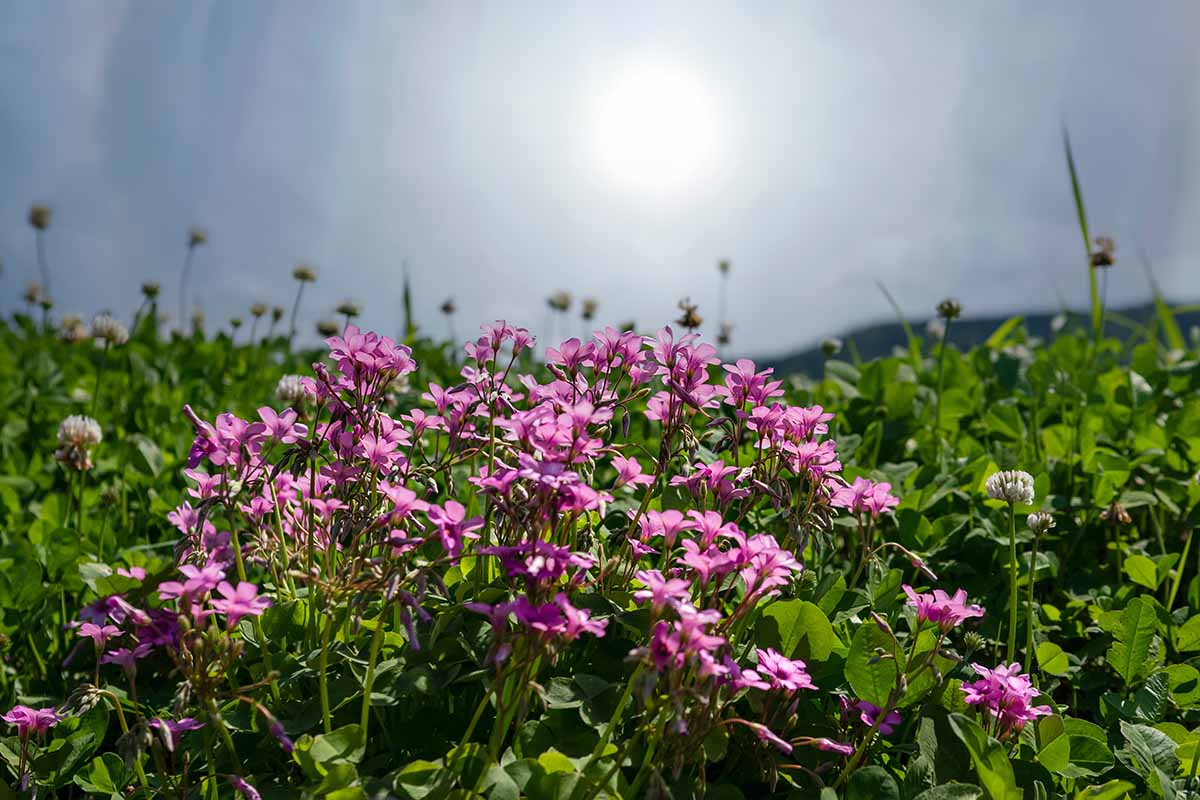 A horizontal image of wood sorrel (Oxalis) with bright pink flowers growing in the landscape, with reflected sunshine in the background.