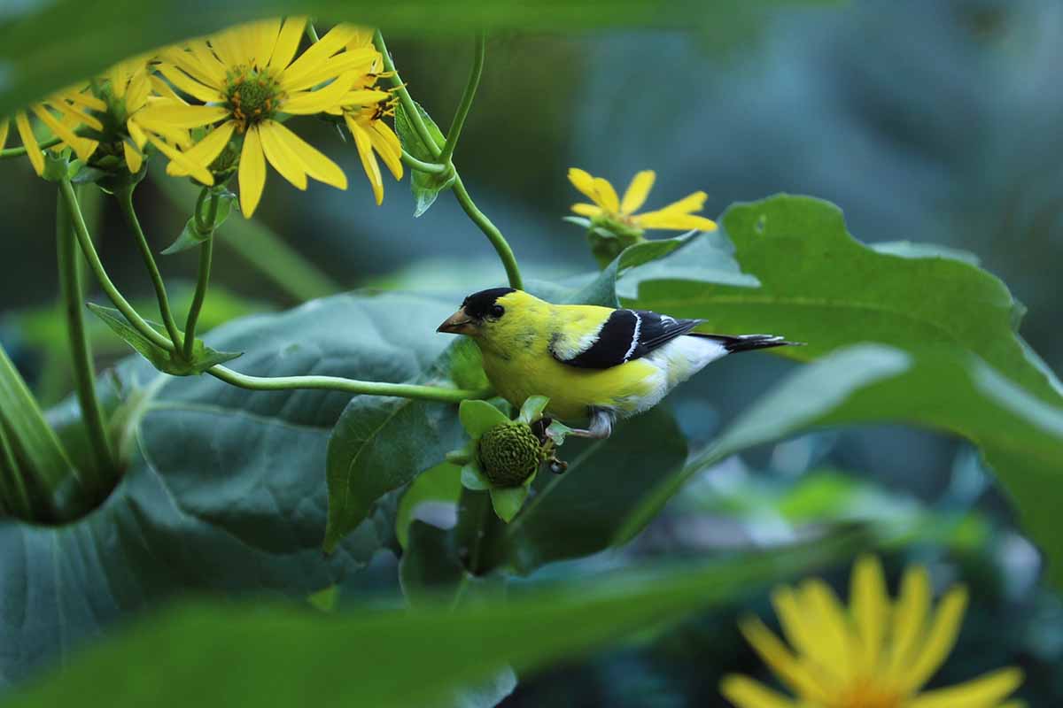 A close up horizontal image of a goldfinch on a yellow rosinweed plant pictured on a soft focus background.
