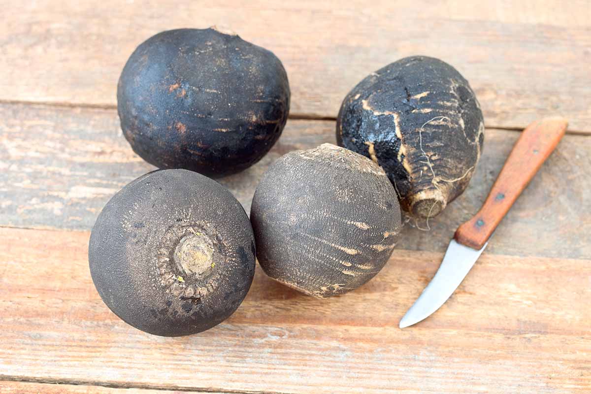 A close up horizontal image of cleaned black Spanish radishes set on a wooden surface.
