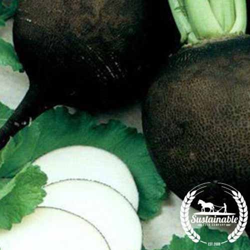 A close up of whole and slice 'Black Spanish Round' radishes. To the bottom right of the frame is a white circular logo with text.