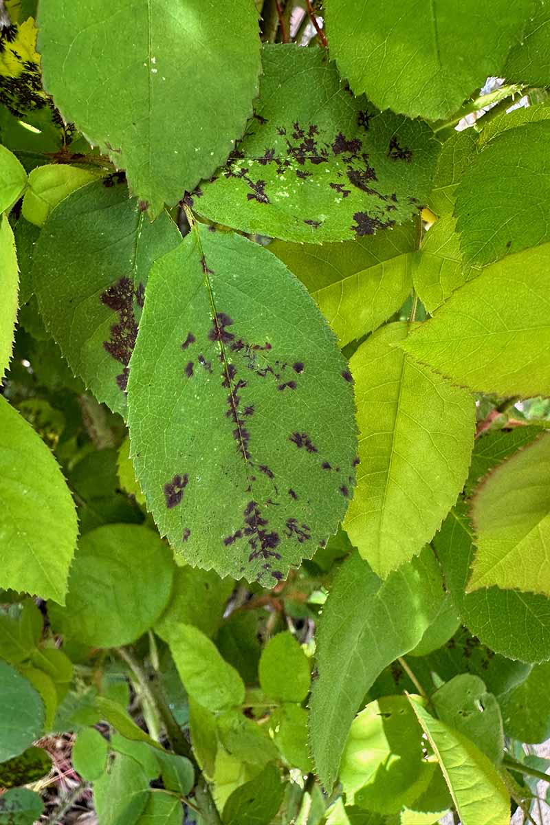 A close up vertical image of black spot disease spreading over foliage.