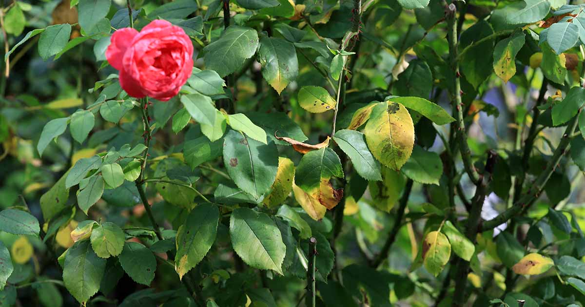 How to Identify and Manage Black Spot on Roses - Gardener Herald