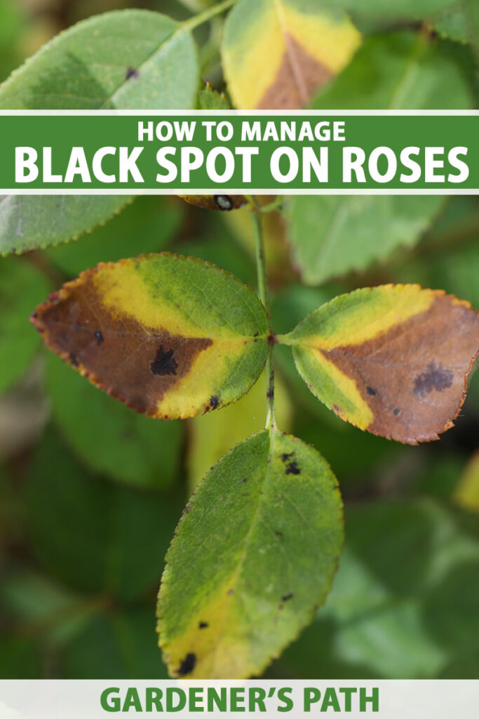 How to Identify and Manage Black Spot on Roses