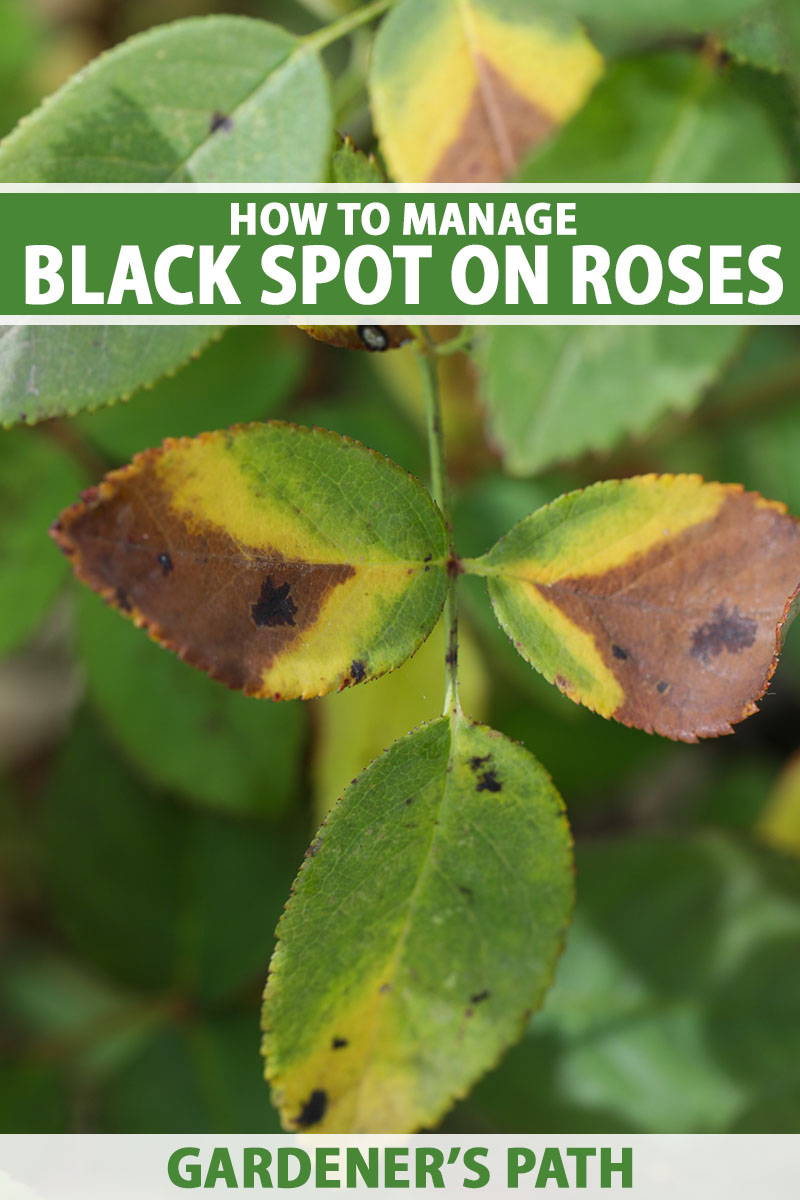 A close up vertical image of the foliage of a rose shrub showing symptoms of a disease called black spot. To the top and bottom of the frame is green and white printed text.