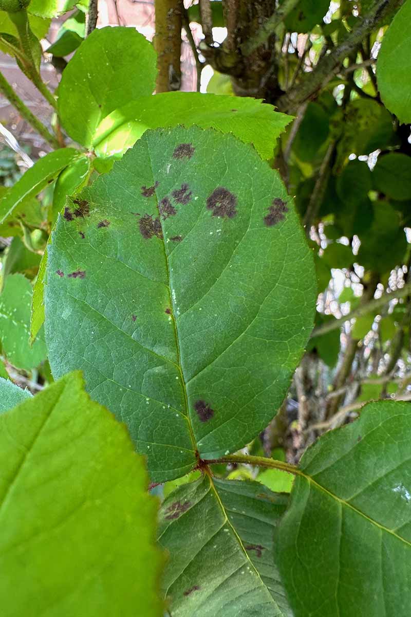 A vertical image of the symptoms of black spot on foliage.