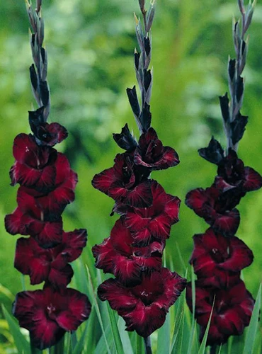 A close up of 'Black Star' gladioli pictured on a soft focus background.
