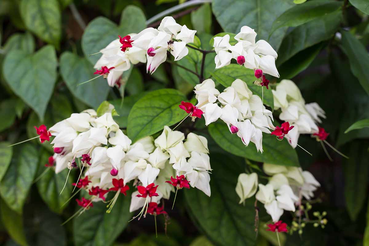 A close up horizontal image of the white and red flowers and green foliage of a bleeding heart vine.