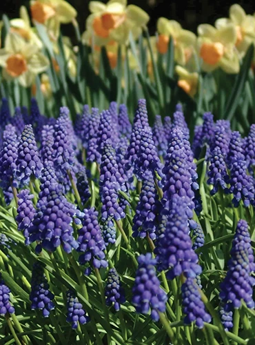 A vertical image of 'Blue Grape' muscari growing outdoors.