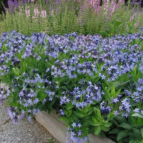 A close up square image of 'Blue Ice' amsonia growing in a raised garden bed.