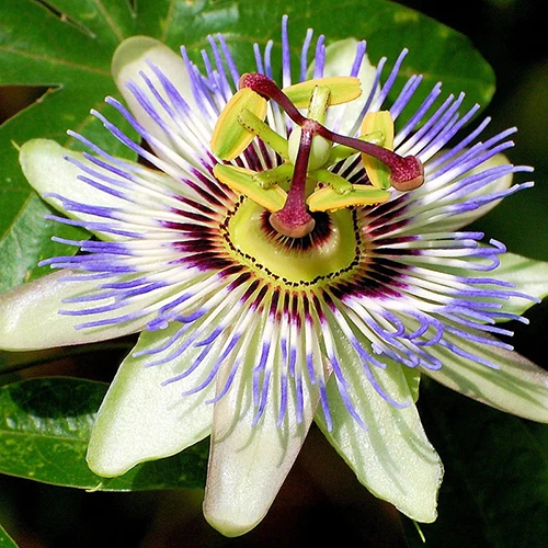 A close up square image of a passionflower pictured on a dark background.