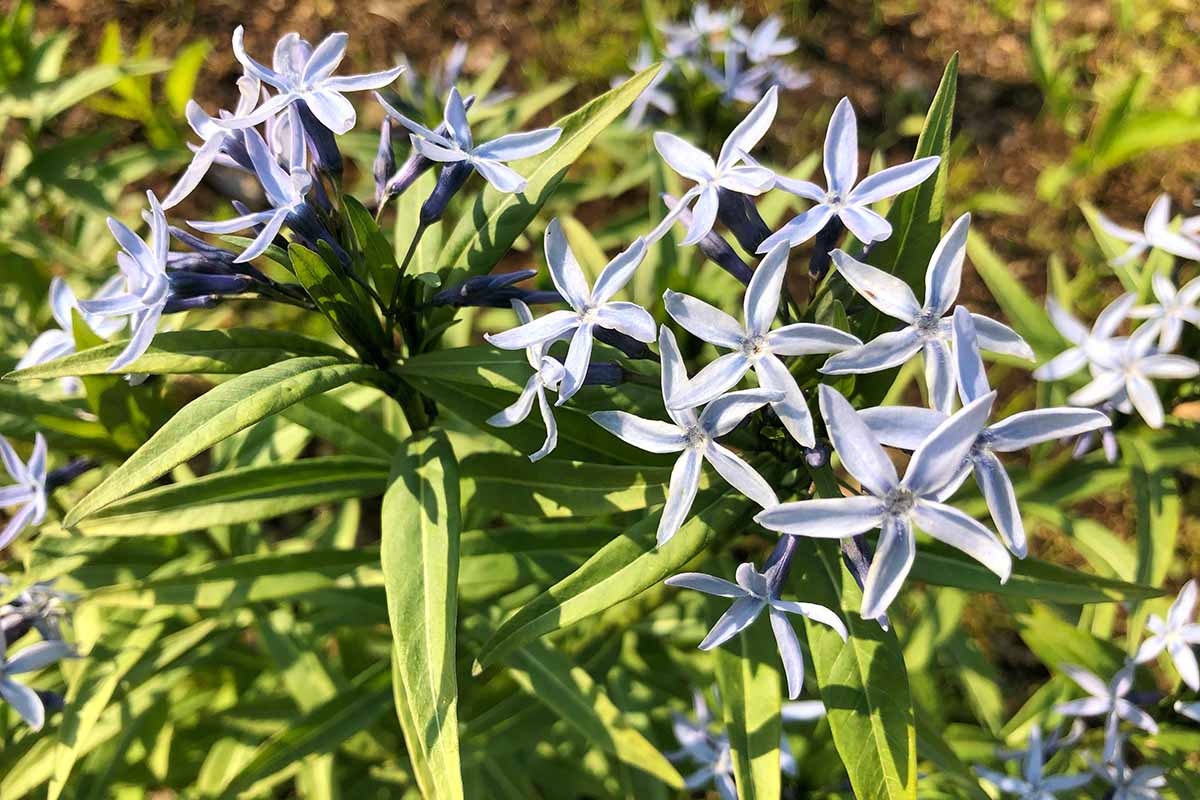 A close up horizontal image of light periwinkle-blue Amsonia flowers growing in a sunny garden.