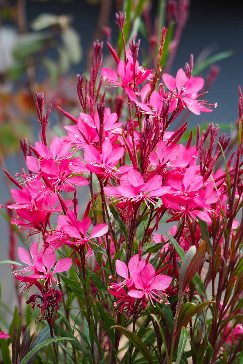 A close up vertical image of pink gaura (beeblossom) growing in the garden pictured on a soft focus background.