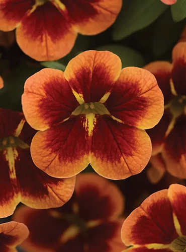 A close up of Bumble Bee 'Orange' calibrachoa flowers pictured on a soft focus background.