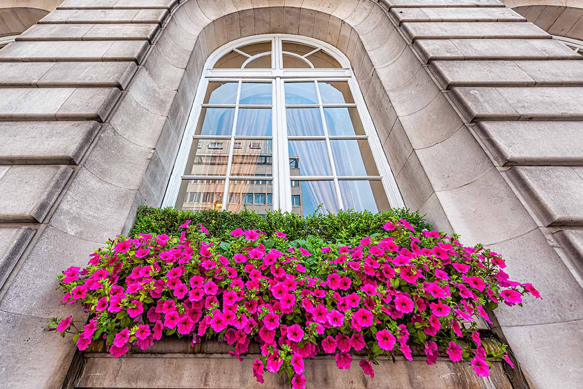 A horizontal image of pink calibrachoa flowers spilling over the side of a windowbox.