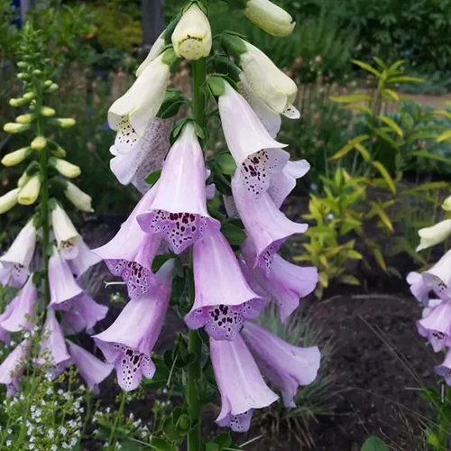 A square image of 'Camelot Lavender' foxgloves growing in the garden.