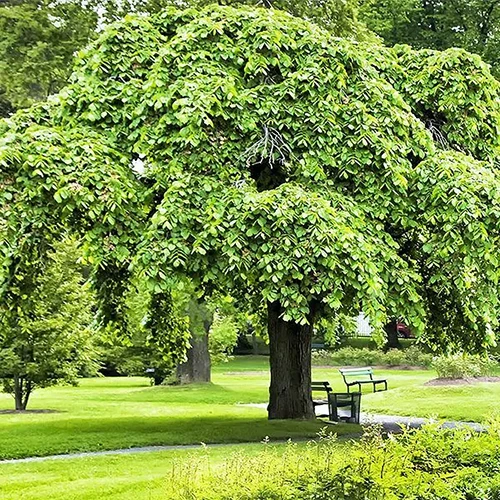 How to Grow and Care for Elm Trees | Gardener's Path