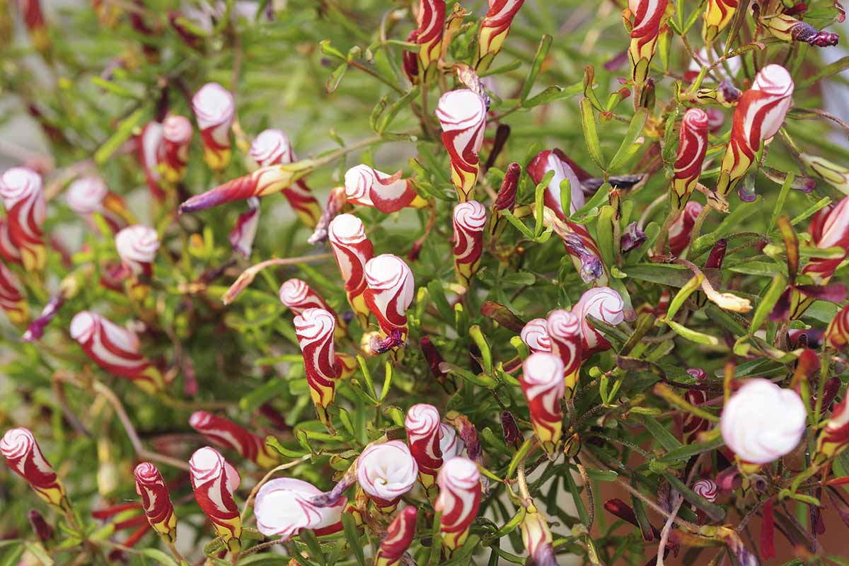 A close up horizontal image of pink and white candy cane oxalis growing in the garden.