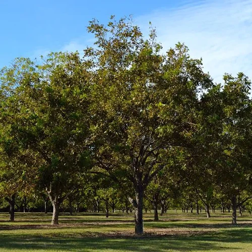A square image of a large, mature 'Candy' tree growing in an orchard.