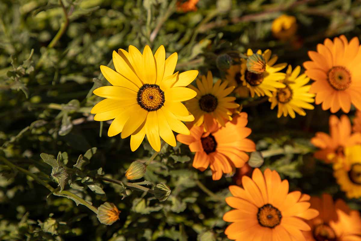 A close up horizontal image of orange and yellow Cape marigolds (Dimorphotheca sinuata) growing in the garden.