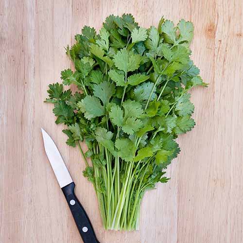 A square image of freshly harvested 'Caribe' cilantro leaves set on a wooden surface with a small knife.
