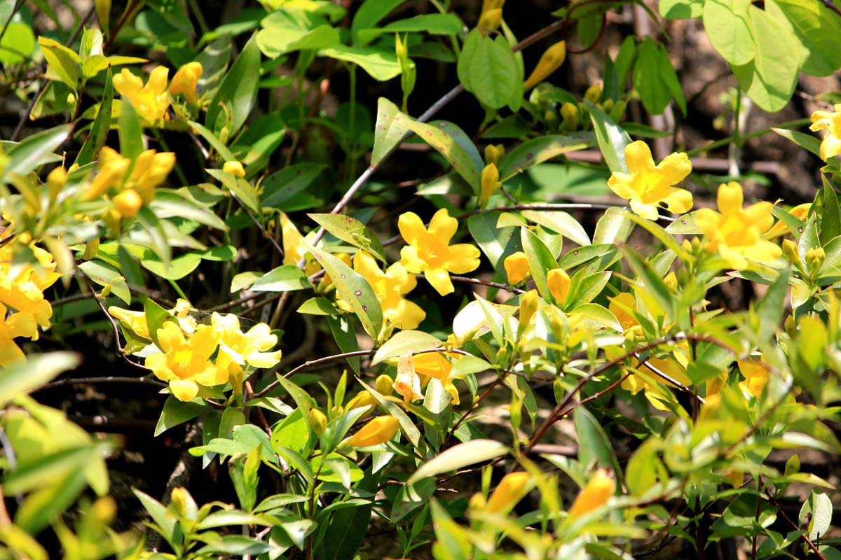 A close up of a Gelsemium sempervirens vine growing in the garden with bright yellow flowers contrasting with the dark green foliage.