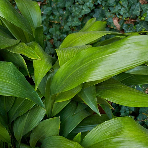 A square image of the foliage of a cast-iron plant growing in a shady spot outdoors.