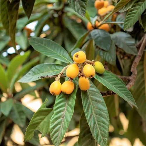 A square image of the ripening fruits of a 'Champagne' loquat tree.
