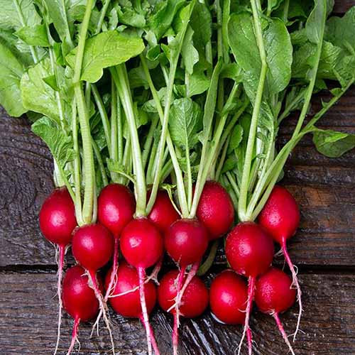 A square image of a pile of freshly harvested 'Cherry Belle' radishes set on a wooden surface.