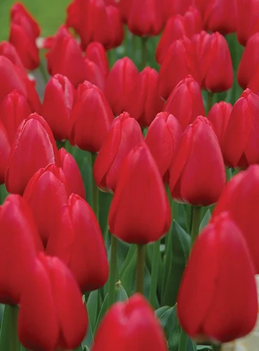 A close up of 'Cherry Delight' tulips growing in the garden.
