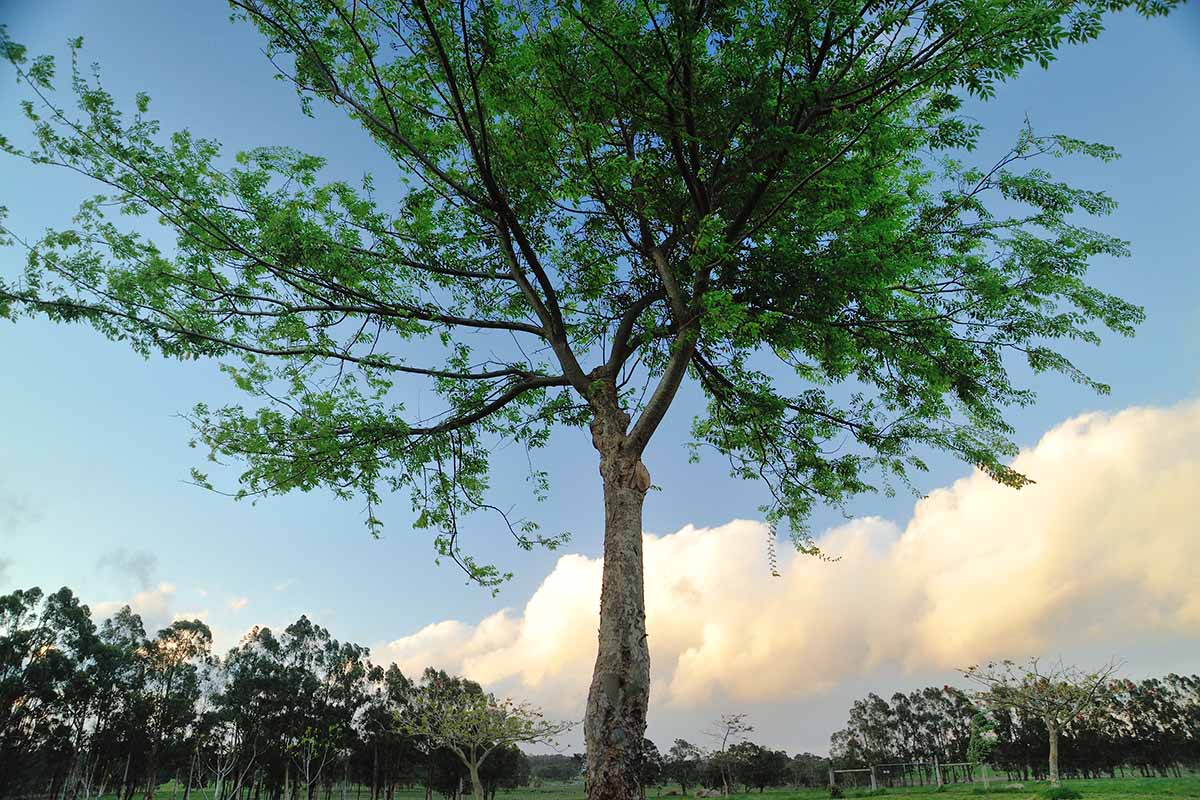 A horizontal image of a large Chinese elm tree growing in the garden pictured on a blue sky background.