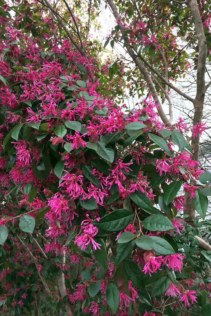 A vertical image of a large Chinese fringe flower shrub growing in the landscape, in full bloom.