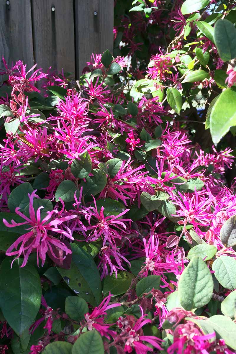 A close up vertical image of the pink flowers and green foliage of Loropetalum chinense shrub growing in the garden pictured in bright sunshine.