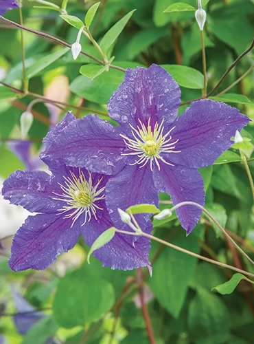 A close up of the purple flowers of Clematis jackmanii growing in the summer garden.