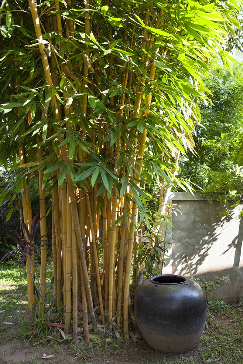 A close up vertical image of a clump of golden bamboo growing in the backyard with a dark terra cotta pot to the side and a concrete wall in the background.