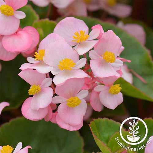 A close up square image of the link pink flowers of Cocktail 'Gin' wax begonia. To the bottom right of the frame is a white circular logo with text.